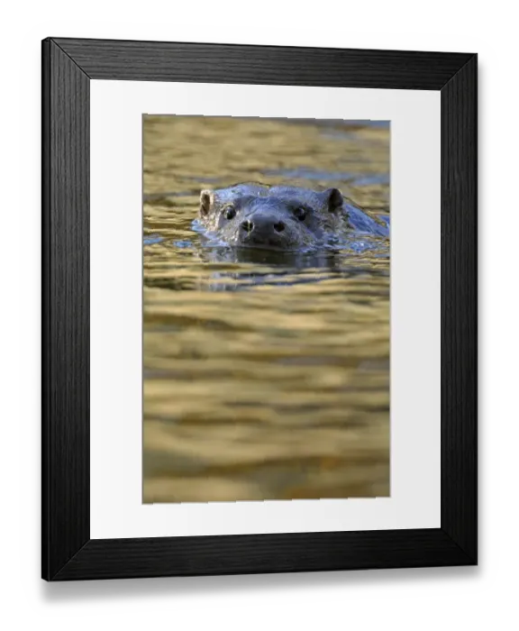 Framed Print : European river otter (Lutra lutra) swimming with head just above surface, river, Dorset Framed Print : European river otter (Lutra lutra) swimming with head just above surface, river, Dorset