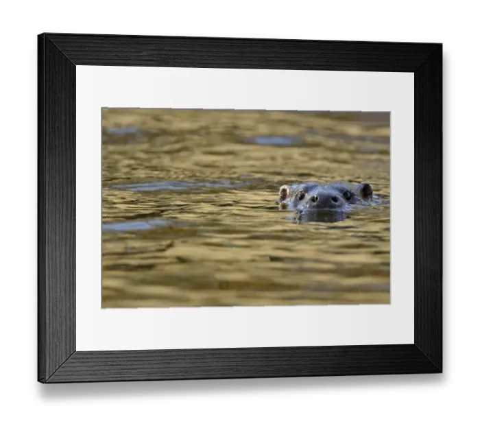 Framed Print : European river otter (Lutra lutra) swimming with head just above surface, river