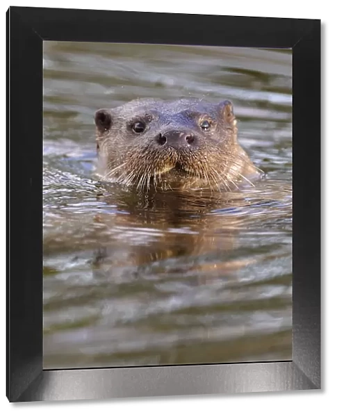 European river otter (Lutra lutra) head portrait, in river, Dorset, UK, November