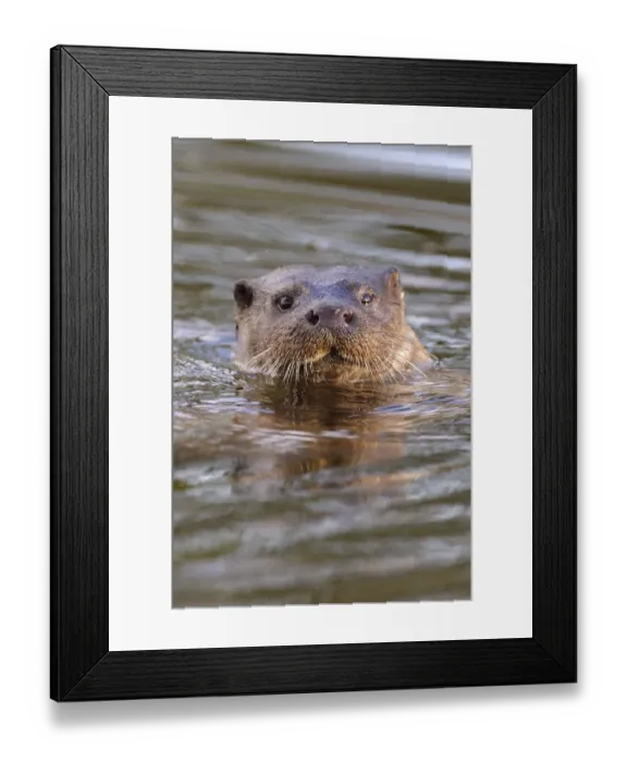 Framed Print : European river otter (Lutra lutra) head portrait, in river, Dorset, UK, November Framed Print : European river otter (Lutra lutra) head portrait, in river, Dorset, UK, November
