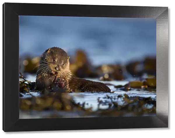 European river otter (Lutra lutra) eating fish on seaweed, Isle of Mull, Inner Hebrides