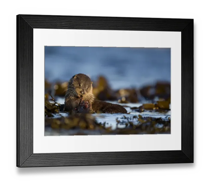 Framed Print : European river otter (Lutra lutra) eating fish on seaweed, Isle of Mull, Inner Hebrides Framed Print : European river otter (Lutra lutra) eating fish on seaweed, Isle of Mull, Inner Hebrides