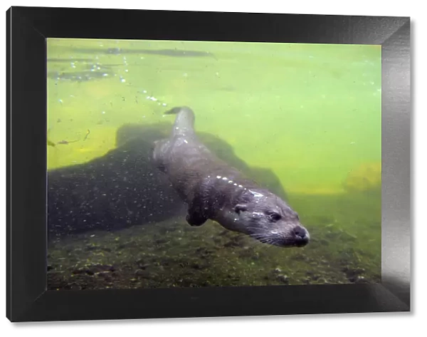European river otter (Lutra lutra) swimming underwater, captive, Alsace, France