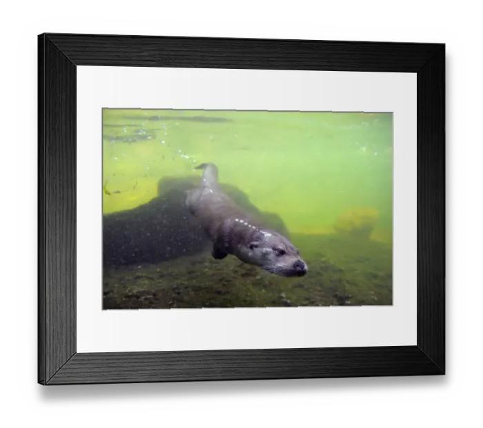 Framed Print : European river otter (Lutra lutra) swimming underwater, captive, Alsace, France