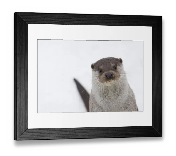 Framed Print : European river otter (Lutra lutra) head portrait against snow, Netherlands, captive Framed Print : European river otter (Lutra lutra) head portrait against snow, Netherlands, captive