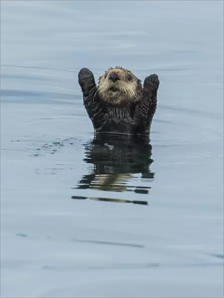 Sea otter (Enhydra Lutris) with forelegs raised, Sitka Sound, Alaska, USA, August