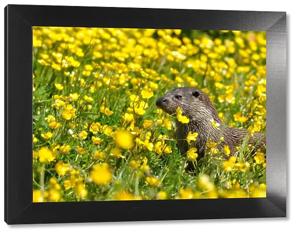 European otter (Lutra lutra) in buttercups, West Country Wildlife Photography Centre, captive, June
