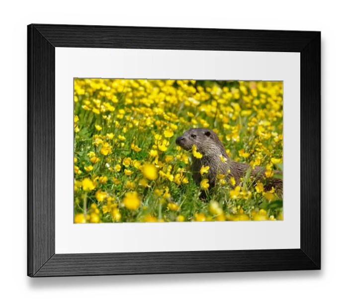 Framed Print : European otter (Lutra lutra) in buttercups, West Country Wildlife Photography Centre, captive, June Framed Print : European otter (Lutra lutra) in buttercups, West Country Wildlife Photography Centre, captive, June