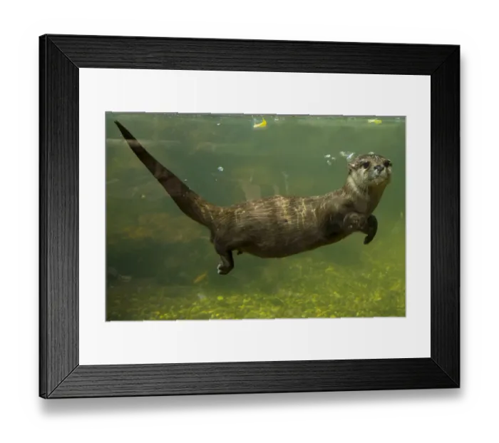 Framed Print : Oriental small clawed otter (Aonyx cinerea) underwater, captive Framed Print : Oriental small clawed otter (Aonyx cinerea) underwater, captive