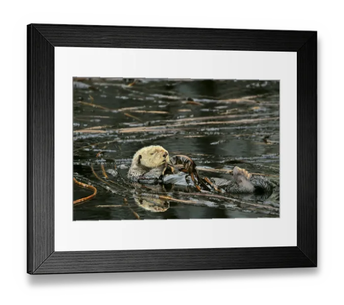Framed Print : Sea otter (Enhydra lutris) floating on its back at the surface among the kelp, Alaska Framed Print : Sea otter (Enhydra lutris) floating on its back at the surface among the kelp, Alaska