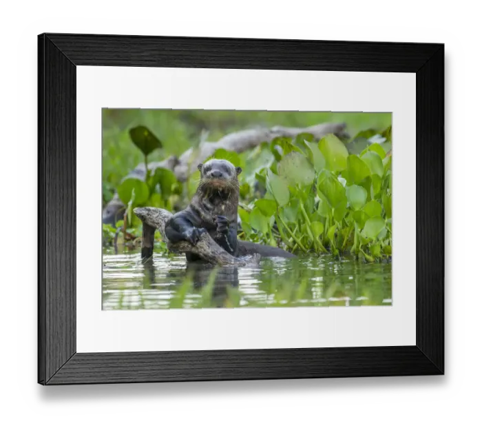Framed Print : Giant Otter (Pteronura brasiliensis) holding onto a branch in a lagoon off the Paraguay River