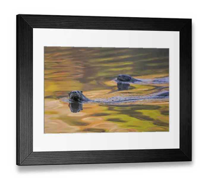 Framed Print : North American River Otter (Lontra canadensis) two swimming near the surface with Framed Print : North American River Otter (Lontra canadensis) two swimming near the surface with