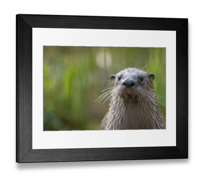 Framed Print : RF- North American river otter (Lutra canadensis) captive, occurs in North America Framed Print : RF- North American river otter (Lutra canadensis) captive, occurs in North America