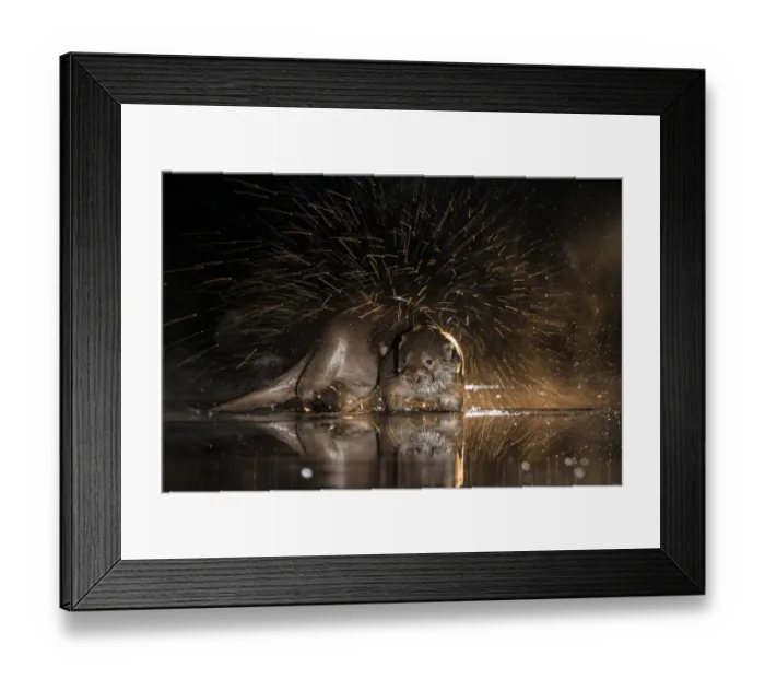 Framed Print : European otter (Lutra lutra) shaking off water, Kiskunsagi National Park, Hungary, January Framed Print : European otter (Lutra lutra) shaking off water, Kiskunsagi National Park, Hungary, January
