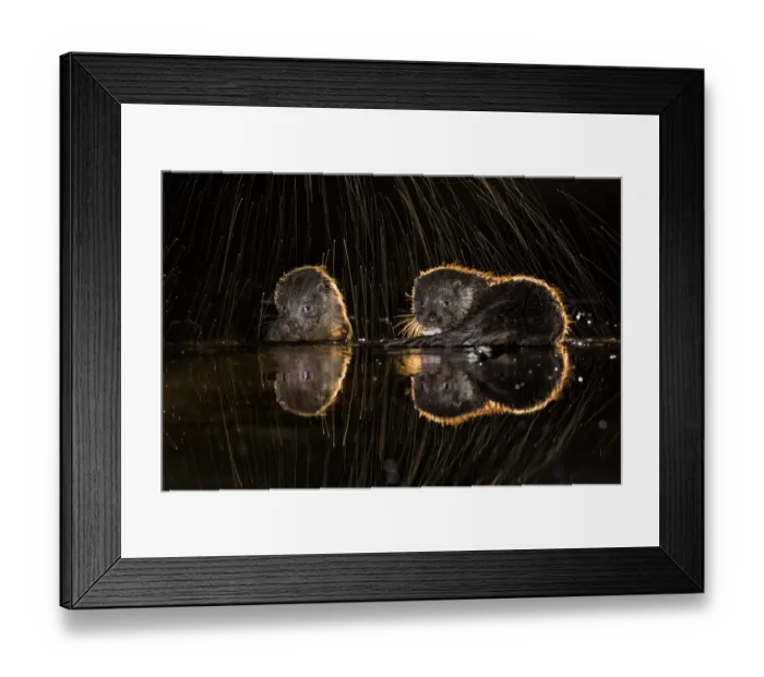 Framed Print : European otters (Lutra lutra) feeding at water?s edge with splashing water, Kiskunsagi Framed Print : European otters (Lutra lutra) feeding at water?s edge with splashing water, Kiskunsagi