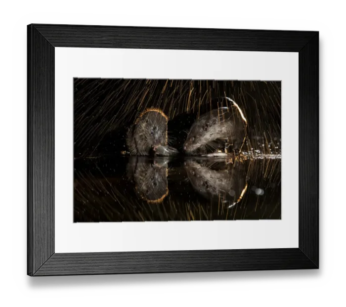Framed Print : European otter (Lutra lutra) two at waters edge, one shaking off water, Kiskunsagi Framed Print : European otter (Lutra lutra) two at waters edge, one shaking off water, Kiskunsagi