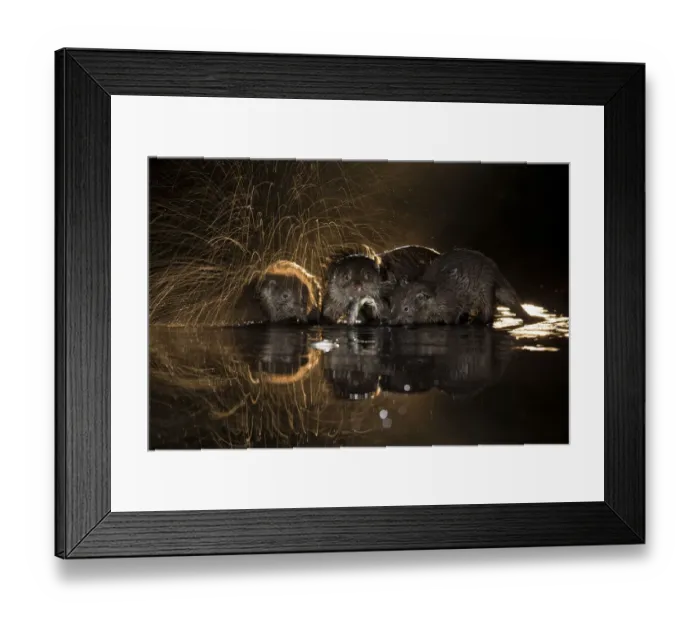 Framed Print : European otter (Lutra lutra) group with one shaking off water, Kiskunsagi National Park Framed Print : European otter (Lutra lutra) group with one shaking off water, Kiskunsagi National Park