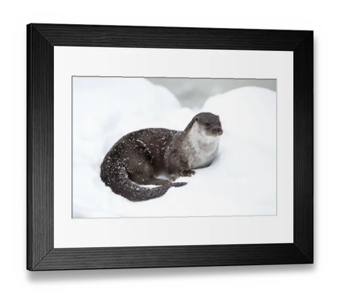 Framed Print : European river otter (Lutra lutra) Bavarian Forest National Park, Germany, January Framed Print : European river otter (Lutra lutra) Bavarian Forest National Park, Germany, January