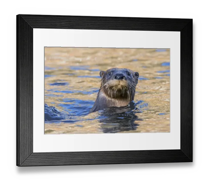 Framed Print : North American river otter (Lontra canadensis) swimming with head above water Framed Print : North American river otter (Lontra canadensis) swimming with head above water