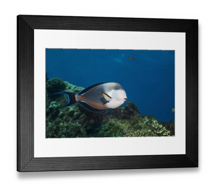 Framed Print : Sohal surgeonfish (Acanthurus sohal), Red Sea, Egypt. January Framed Print : Sohal surgeonfish (Acanthurus sohal), Red Sea, Egypt. January