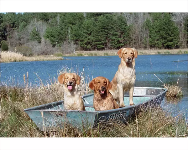 Golden retrievers in boat {Canis familiaris} USA