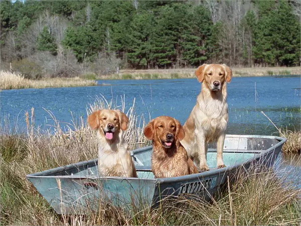Golden retrievers in boat {Canis familiaris} USA