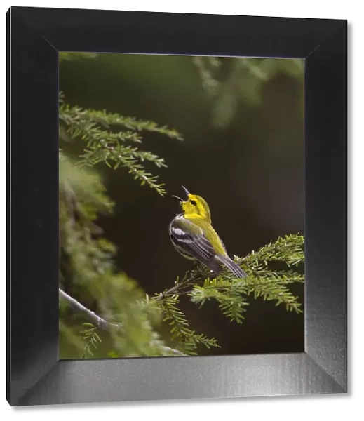Black-throated Green Warbler (Dendroica virens), male in breeding plumage singing