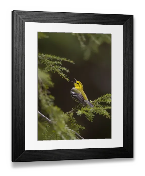Framed Print : Black-throated Green Warbler (Dendroica virens), male in breeding plumage singing Framed Print : Black-throated Green Warbler (Dendroica virens), male in breeding plumage singing
