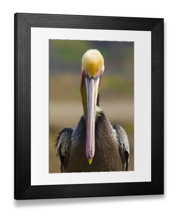 Framed Print : Brown Pelican (Pelecanus occidentalis) portrait, Pacific race, breeding plumage, Bolsa Framed Print : Brown Pelican (Pelecanus occidentalis) portrait, Pacific race, breeding plumage, Bolsa