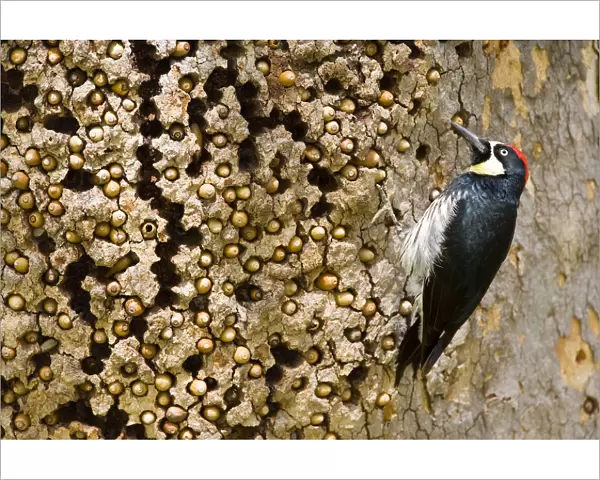 Acorn Woodpecker (Melanerpes formicivorus), male at granary tree showing many acorns