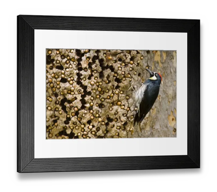 Framed Print : Acorn Woodpecker (Melanerpes formicivorus), male at granary tree showing many acorns Framed Print : Acorn Woodpecker (Melanerpes formicivorus), male at granary tree showing many acorns