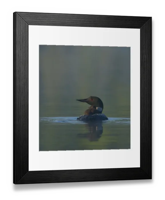 Framed Print : Common Loon / Great northern diver (Gavia immer) chick riding on adults back on a misty morning Framed Print : Common Loon / Great northern diver (Gavia immer) chick riding on adults back on a misty morning