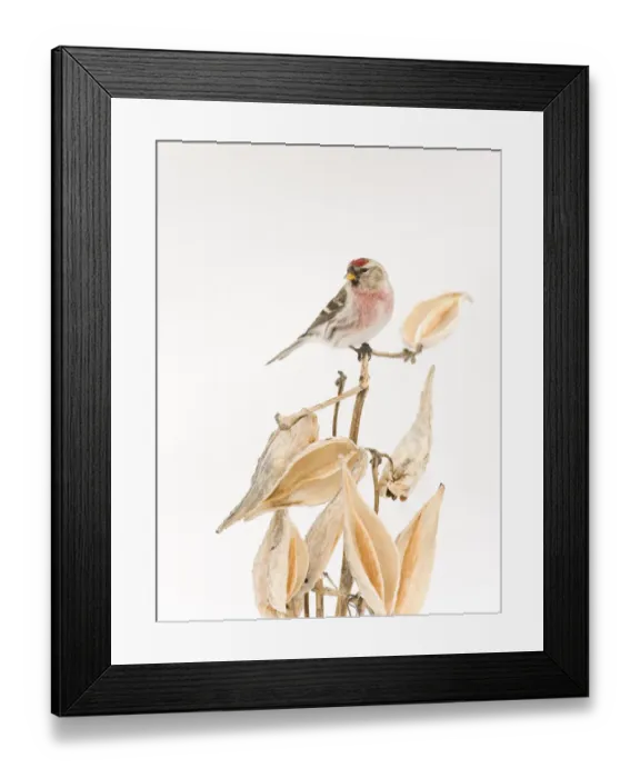 Framed Print : Common Redpoll (Carduelis flammea) male perched on milkweed stem (Asclepias sp)