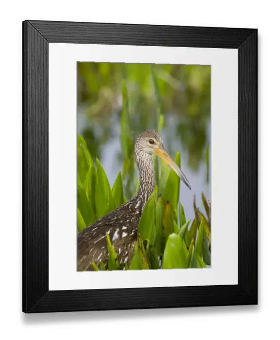 Framed Print : Limpkin (Aramus guarauna) in wetland vegetation, Florida, USA Framed Print : Limpkin (Aramus guarauna) in wetland vegetation, Florida, USA