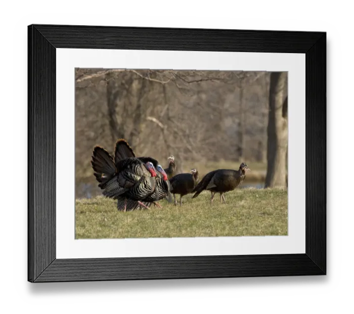 Framed Print : Wild Turkeys (Meleagris gallopavo), two toms courting several hens, New York, USA Framed Print : Wild Turkeys (Meleagris gallopavo), two toms courting several hens, New York, USA