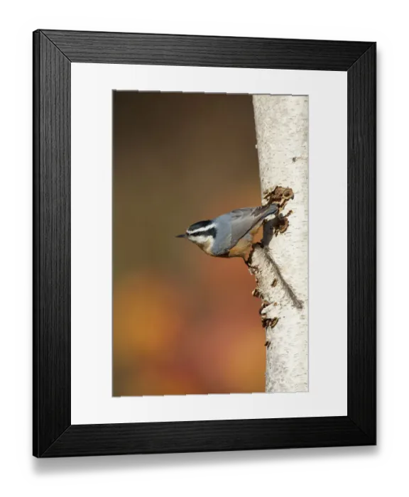 Framed Print : Red-breasted Nuthatch (Sitta canadensis), male clinging in its typical head-downward Framed Print : Red-breasted Nuthatch (Sitta canadensis), male clinging in its typical head-downward