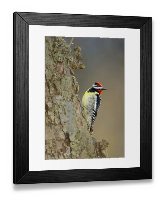 Framed Print : Yellow-bellied Sapsucker (Sphyrapicus varius), male on tree trunk, New York, USA Framed Print : Yellow-bellied Sapsucker (Sphyrapicus varius), male on tree trunk, New York, USA