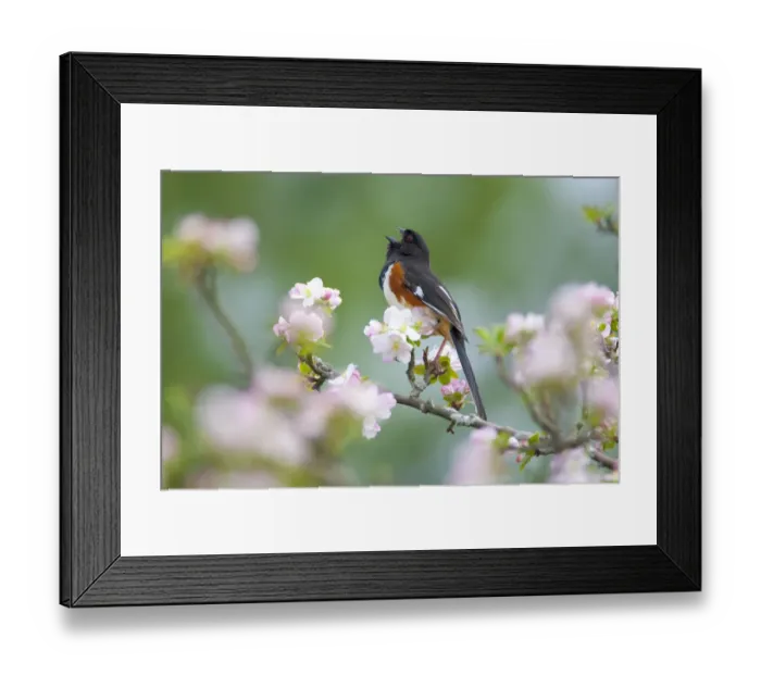Framed Print : Eastern / Rufous-sided towhee (Pipilo erythrophthalmus), male singing, perched amongst Framed Print : Eastern / Rufous-sided towhee (Pipilo erythrophthalmus), male singing, perched amongst