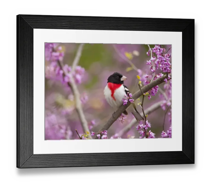 Framed Print : Rose-breasted grosbeak (Pheucticus ludovicianus), male perched in flowering Eastern redbud tree Framed Print : Rose-breasted grosbeak (Pheucticus ludovicianus), male perched in flowering Eastern redbud tree