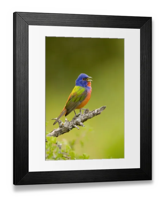 Framed Print : Painted bunting (Passerina ciris) male singing, Wichita Mountains National Wildlife Refuge Framed Print : Painted bunting (Passerina ciris) male singing, Wichita Mountains National Wildlife Refuge