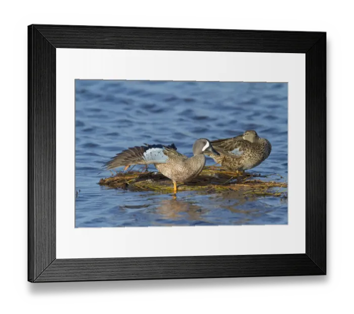 Framed Print : Blue-winged Teal (Anas discors) pair perched on floating vegetation, male stretching its wing Framed Print : Blue-winged Teal (Anas discors) pair perched on floating vegetation, male stretching its wing