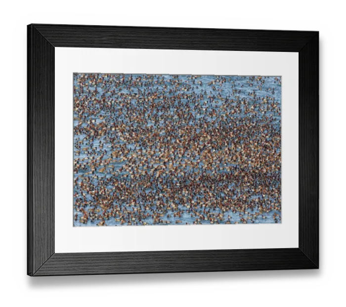 Framed Print : Redhead ducks (Aytha americana) with a few Ring-necked ducks (Aytha collaris) mixed in Framed Print : Redhead ducks (Aytha americana) with a few Ring-necked ducks (Aytha collaris) mixed in