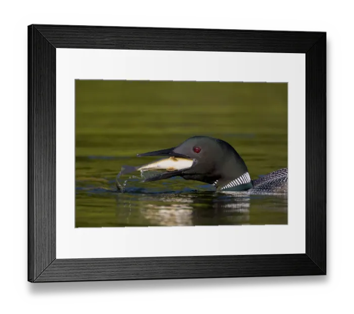 Framed Print : Common Loon (Gavia immer) adult in breeding plumage swallowing a large fish, Michigan Framed Print : Common Loon (Gavia immer) adult in breeding plumage swallowing a large fish, Michigan