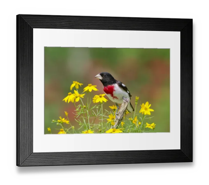 Framed Print : Rose-breasted Grosbeak (Pheucticus ludovicianus) male, perched amid Threadleaf Coreopsis Framed Print : Rose-breasted Grosbeak (Pheucticus ludovicianus) male, perched amid Threadleaf Coreopsis