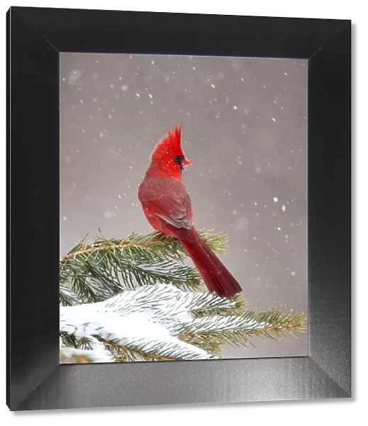 Northern Cardinal (Cardinalis cardinalis) male perched on conifer during snowstorm