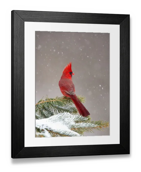 Framed Print : Northern Cardinal (Cardinalis cardinalis) male perched on conifer during snowstorm Framed Print : Northern Cardinal (Cardinalis cardinalis) male perched on conifer during snowstorm