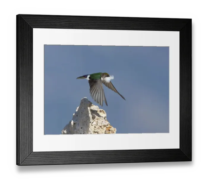 Framed Print : Violet-green Swallow (Tachycineta thalassina), female in flight carrying a feather for nest lining Framed Print : Violet-green Swallow (Tachycineta thalassina), female in flight carrying a feather for nest lining