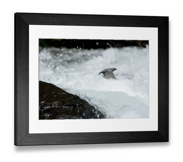 Framed Print : American Dipper (Cinclus mexicanus) in flight over white water rapids. Lee Vining Creek Framed Print : American Dipper (Cinclus mexicanus) in flight over white water rapids. Lee Vining Creek