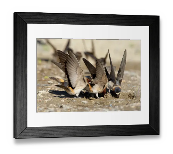 Framed Print : American Cliff Swallow (Petrochelidon pyrrhonota) fluttering its wings while it gathers Framed Print : American Cliff Swallow (Petrochelidon pyrrhonota) fluttering its wings while it gathers