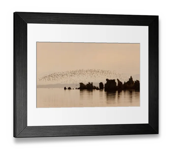 Framed Print : Wilsons Phalaropes (Phalaropus tricolor), flock flying over tufa formations at Mono Lake Framed Print : Wilsons Phalaropes (Phalaropus tricolor), flock flying over tufa formations at Mono Lake
